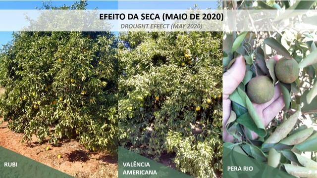 Divulgação de estimativa da safra de laranja 2020 / 21 смотреть онлайн