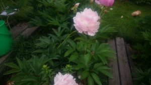 Paeonia Pillow Talk