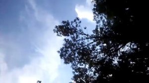 Как подозвать ворон