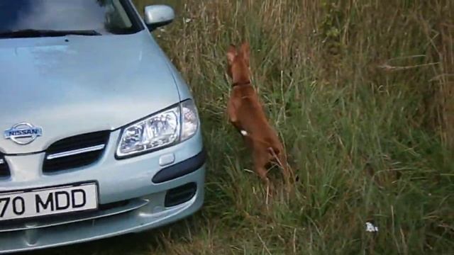 P9090220 смотреть онлайн