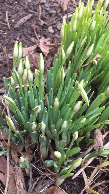 Первоцветы в феврале смотреть онлайн