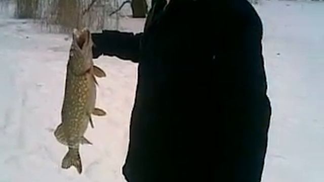 Зимова рибалка щука 5 кг смотреть онлайн
