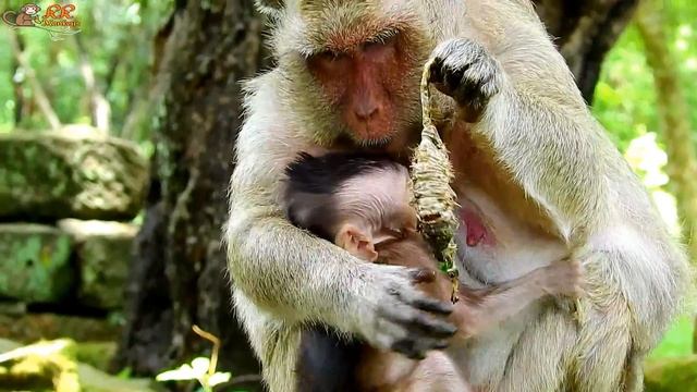 WOW ! Popeye eat a Big blue worm then itching arm| Big red ant bite Polly . смотреть онлайн