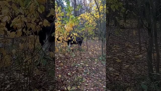 Лоси у Мазуринского озера. смотреть онлайн