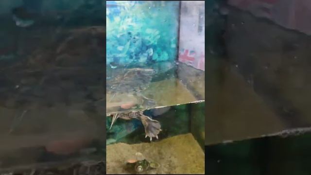 Красноухая черепаха против плотвы смотреть онлайн