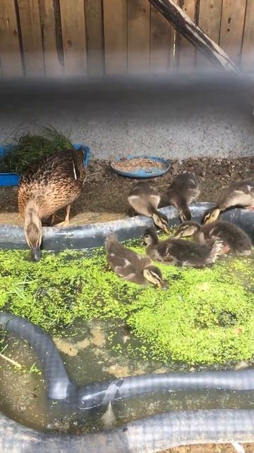 Подсадные утки 🦆 смотреть онлайн