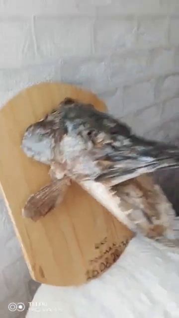 Чучело Щучей Головы смотреть онлайн