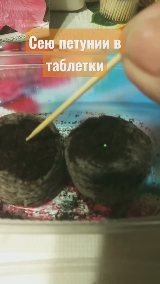 Сею петунии. Самый простой способ смотреть онлайн