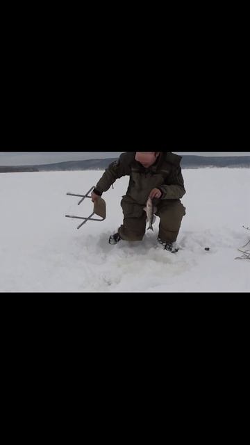 Упитанный берш вам в ленту #shorts смотреть онлайн