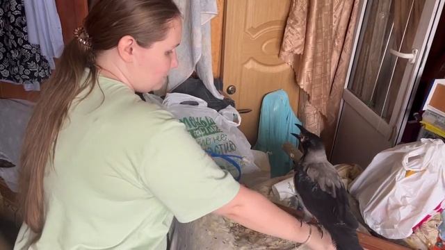 Ворона Домашний питомец смотреть онлайн