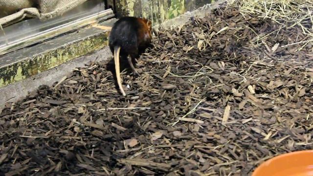 Steppeslurfhondje in de Antwerpse ZOO / Black and rufous elephant shrew at ZOO Antwerpen смотреть онлайн