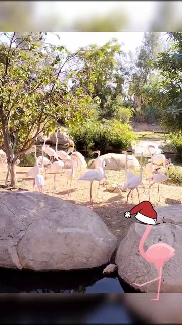 Pink Flamingo birds walk | #shorts | Al Ain Zoo | #flamingo #junglebird #nature #christmas смотреть онлайн
