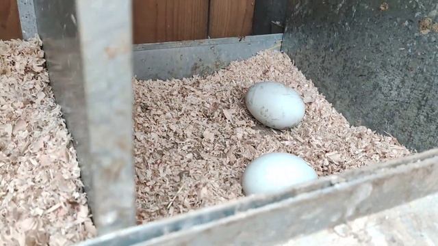 28,01,23 года Всем доброе утро 🥰🇺🇦🇮🇹 смотреть онлайн