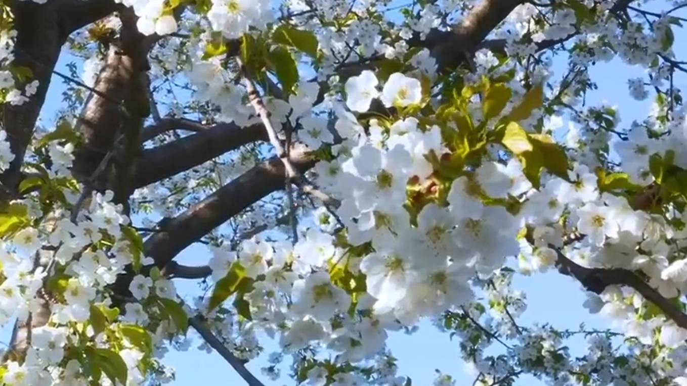 Оркестр Поля Мориа (Paul Mauriat). Весеннее настроение. Сборник Лучших Мелодий