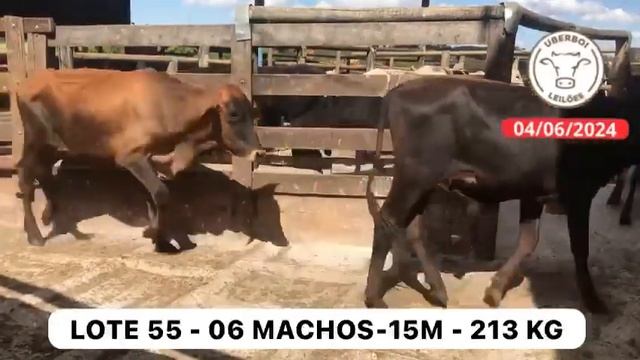 LOTE 55 - 06 MACHOS - 15M - 213 KG смотреть онлайн