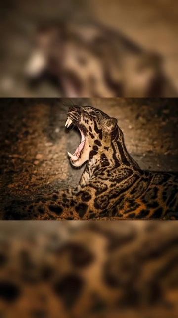 😺Sunda Clouded Leopard😺 #animals #cats #shorts смотреть онлайн