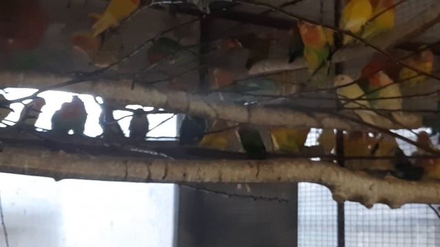 Ветки для неразлучников и ожереловых попугаев. смотреть онлайн