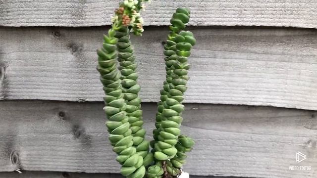 Crassula Rupestris Ssp. Marnieriana