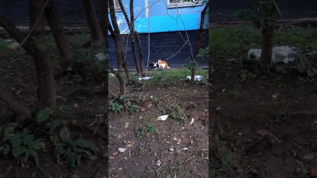 Семейная ссора кошек:) Смотреть со звуком!!! смотреть онлайн