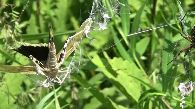Finding Argiope Spiders Can Be HARD! смотреть онлайн