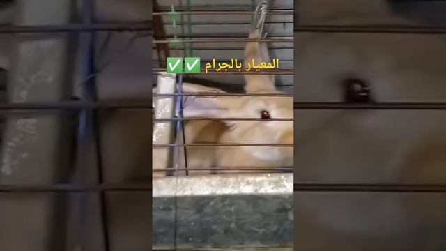 فيتامين سي الأرانب ✅✅ смотреть онлайн