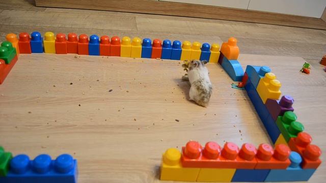 Хомяк хомячит семечки. Чуть не съел игрушку. Hamster funny. Video for kids смотреть онлайн