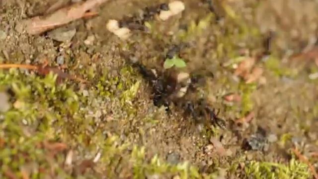 サムライアリの狩り смотреть онлайн