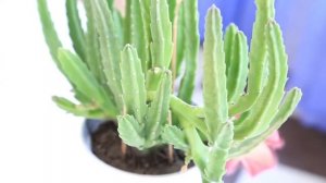 Стапелия. Цветение и размножение