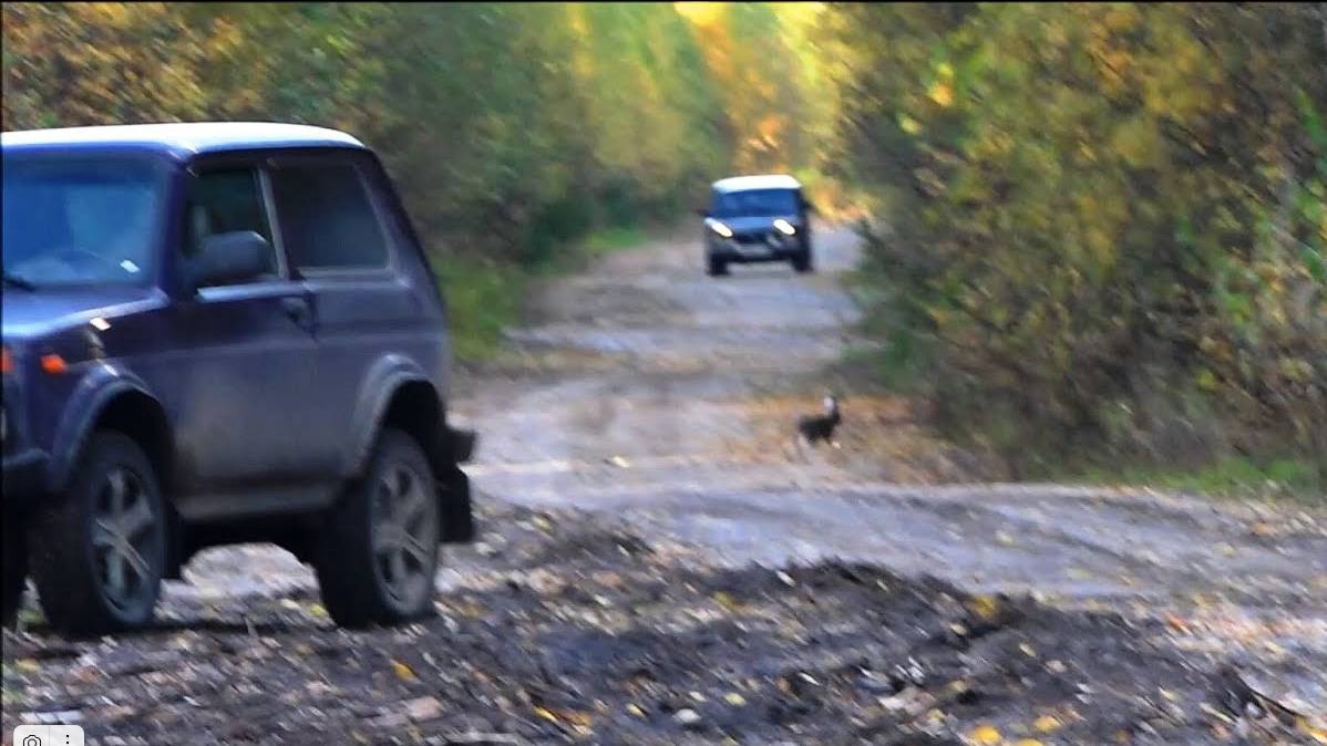 Охота на зайца с русской гончей , Аргон вл. Шатров В.А.#охотасгончей#собака#животные #топ#hunting смотреть онлайн