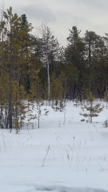 Зимний тетерев #hunter смотреть онлайн