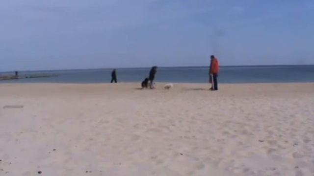 собаки на пляже в Одессе 29.03.2019 смотреть онлайн