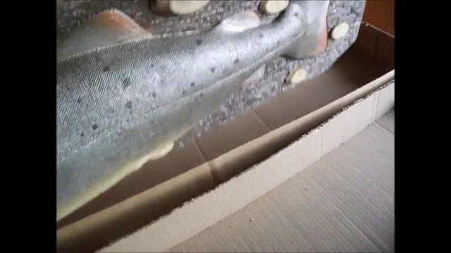 ролик таймень форель смотреть онлайн