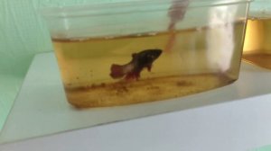 Подготавливаем нерестовики для петушков