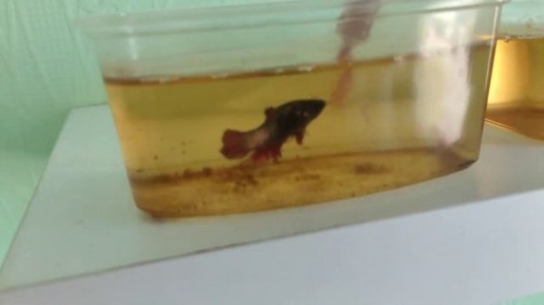 Подготавливаем нерестовики для петушков