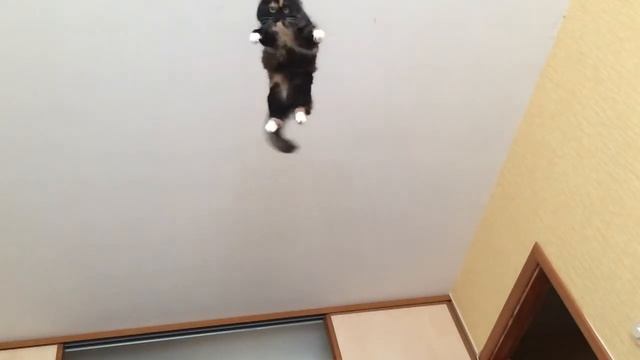 Летающая кошка смотреть онлайн