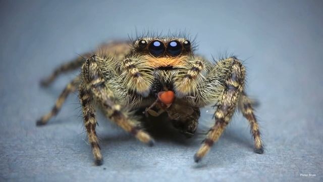 Fencepost jumping spider enjoying fruitflies смотреть онлайн