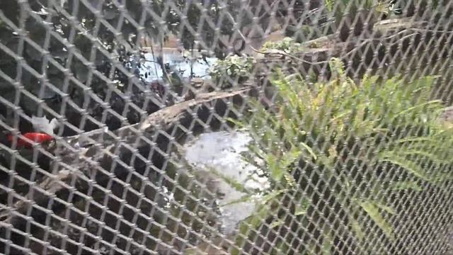 30 Outdoor Birds cage Oceanografico Valencia 2017 смотреть онлайн