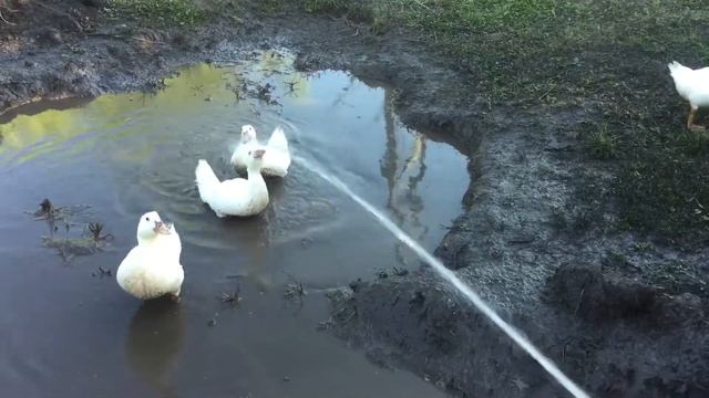Полив мулард смотреть онлайн