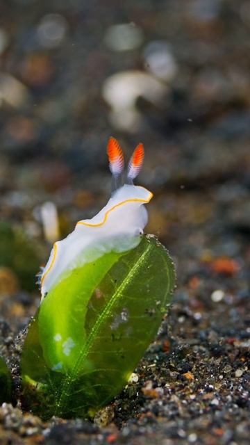 Tiny Nudibranch Sea Slug 💙 #shorts #macro #seaslug #beautifulnature смотреть онлайн