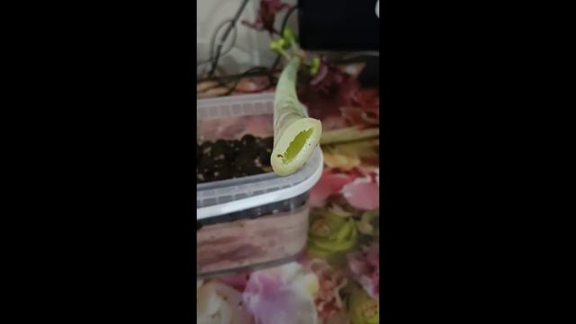 Как легко отличить гиппеаструм от амариллиса? смотреть онлайн