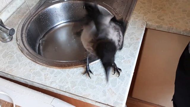 Морис - ручной вороненок смотреть онлайн