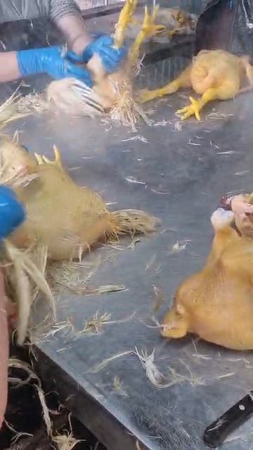 Домашняя курица.mp4