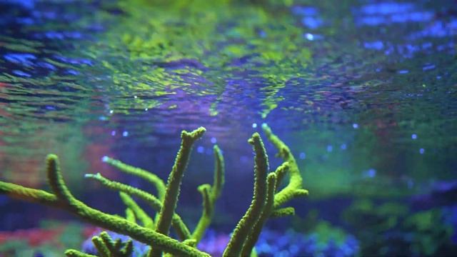 How to Test Your Saltwater Reef Tank смотреть онлайн