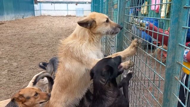 Кормим сушенными лапками смотреть онлайн