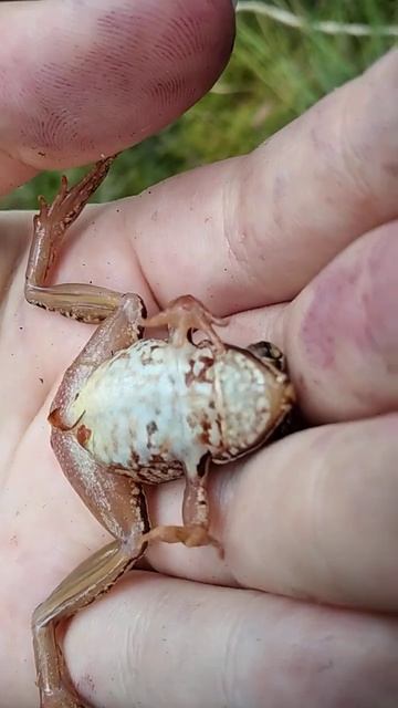 Лягушка притворяется мертвой. Деревня. Лес. Беларусь смотреть онлайн