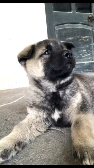 Gray Puppy 3 смотреть онлайн