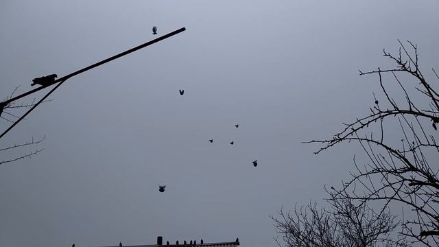 Николаевские голуби Наше дело правое смотреть онлайн