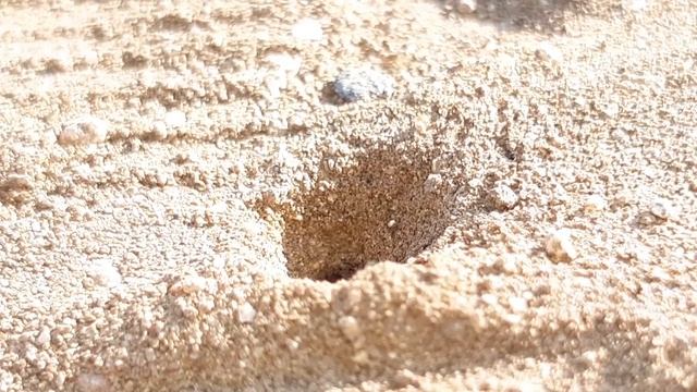 Ter arısı / Sweat Bee (Genus Lasioglossum) смотреть онлайн