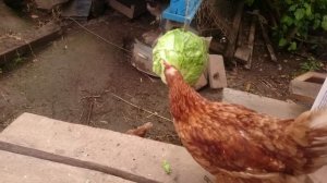 Капуста и куры