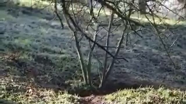 Впервые! на Хортице запечатлели барсуков смотреть онлайн